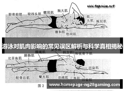 游泳对肌肉影响的常见误区解析与科学真相揭秘